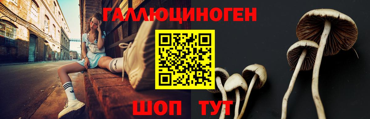 Псилоцибиновые грибы Psilocybine cubensis  как найти   Верхний Уфалей  Вход с VPN 
